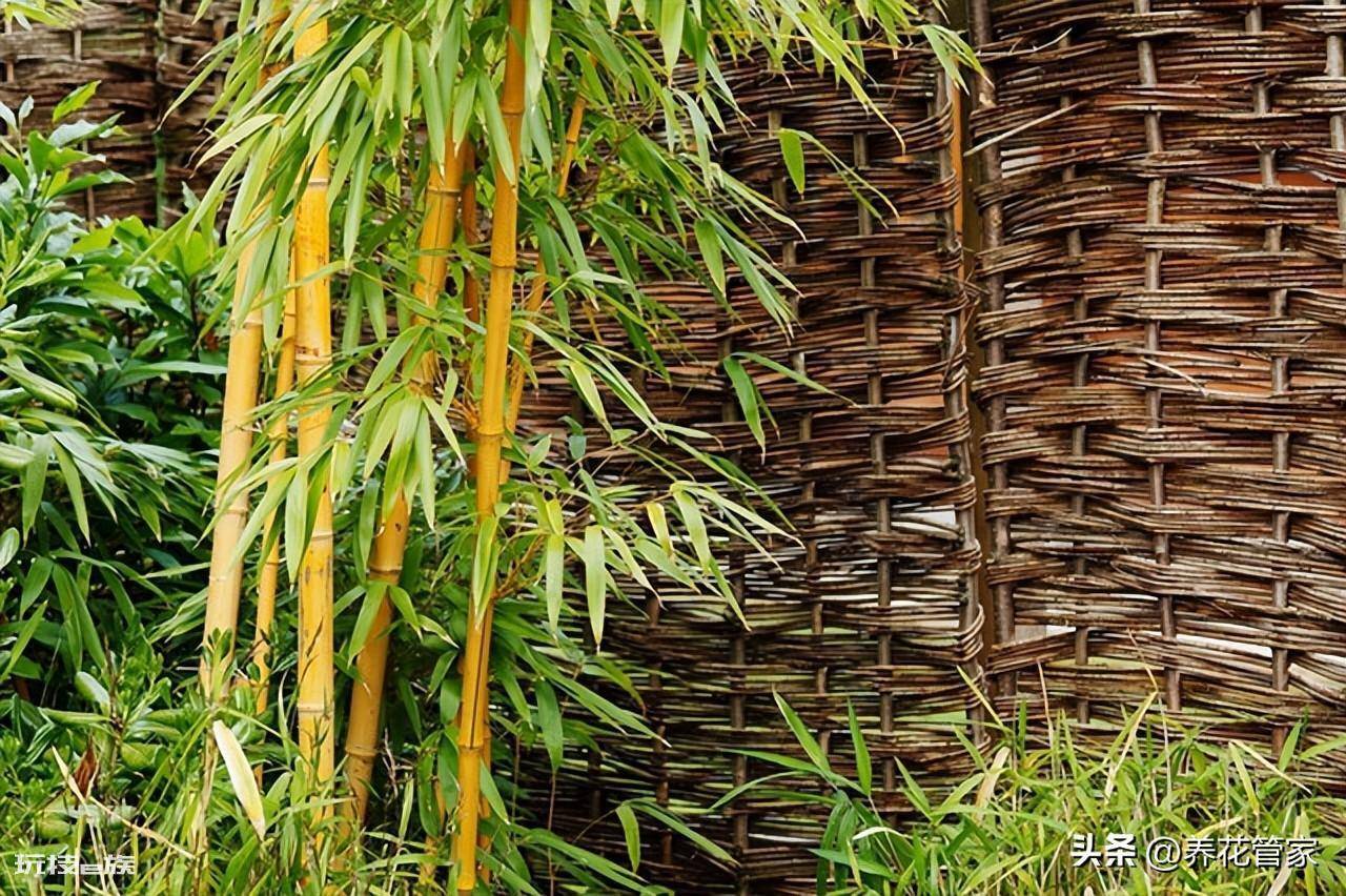 庭院十大吉祥之树图片(庭院种植十种吉祥树富贵自来)-图片9